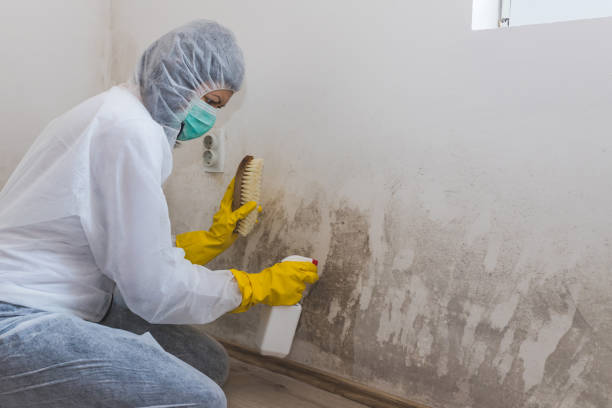 Professional Mold Remediation in Jamestown, NC