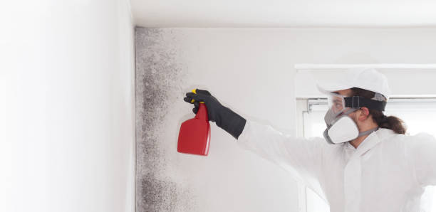 Best DIY Mold Remediation Support Services in Jamestown, NC