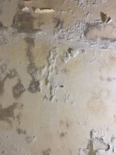 Best Attic Mold Remediation in Jamestown, NC