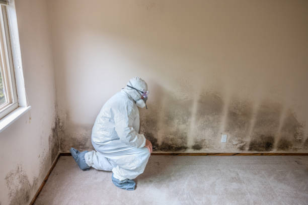 Best Health and Safety Mold Remediation in Jamestown, NC