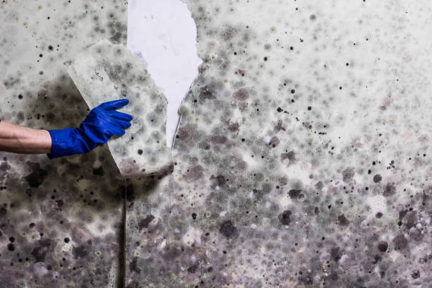  Jamestown, NC Mold Removal Pros